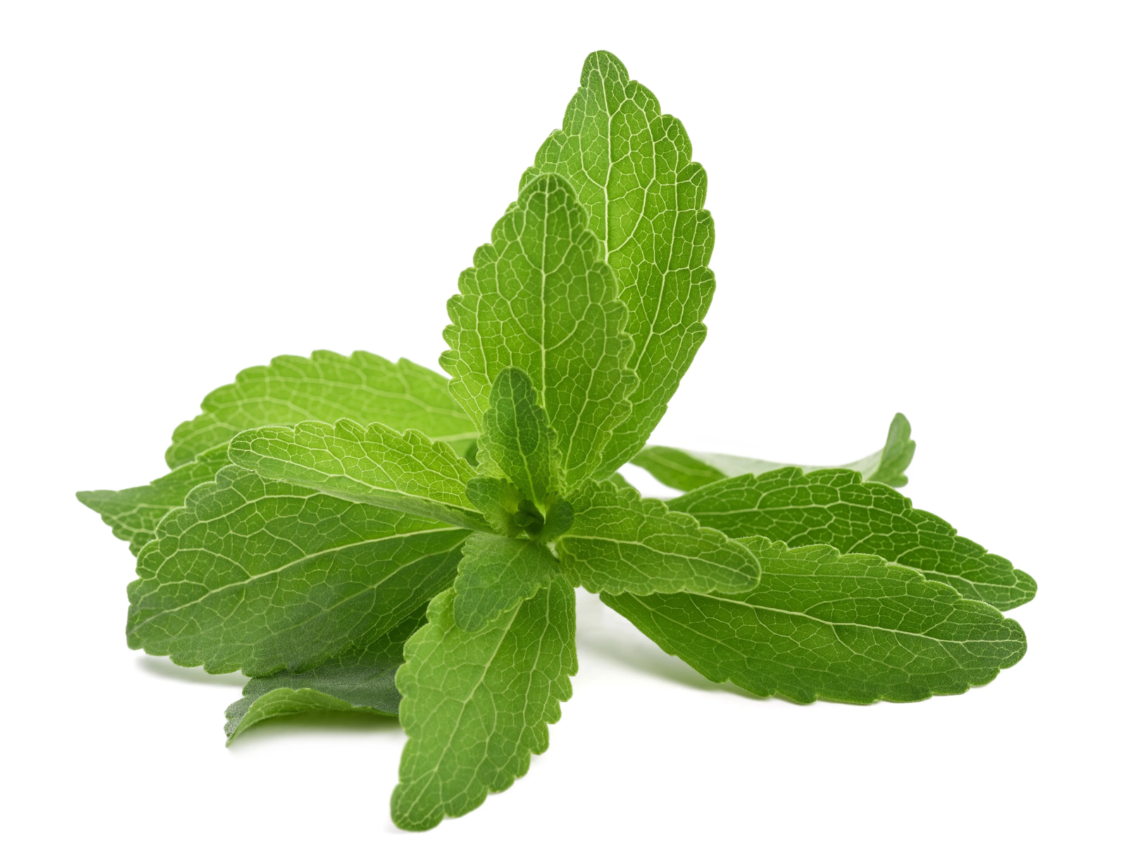 Stevia